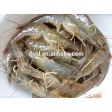 HL002 sea frozen white shrimp for sale